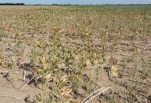 Photo of “Ya no hay nada”: la sequía arrasa en una provincia y crece el drama de quienes pierden todo en el campo