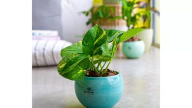 Photo of Las 10 plantas que ayudan a refrescar tu casa cuando hace mucho calor