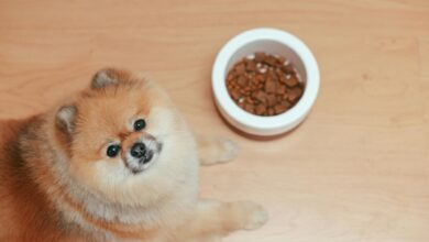 Photo of Cuál es el mejor horario para darle la comida a tu perro, según los expertos