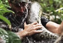 Photo of Es estadounidense y se dejó comer por una anaconda en vivo: una inesperada situación lo salvó
