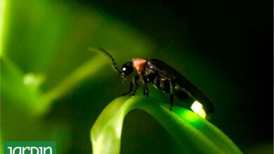 Photo of Se veían siempre de noche pero ahora cuesta encontrarlos. Qué pasó con estos insectos