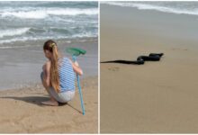 Photo of El encuentro viral de una niña con una serpiente en una playa de Maryland