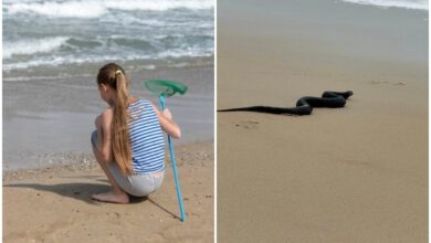 Photo of El encuentro viral de una niña con una serpiente en una playa de Maryland