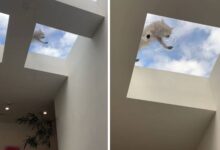 Photo of Temporada de animales salvajes en Los Ángeles: clientes de una peluquería descubren un inesperado visitante