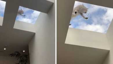Photo of Temporada de animales salvajes en Los Ángeles: clientes de una peluquería descubren un inesperado visitante