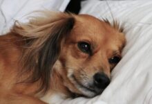 Photo of Qué significa que un perro duerma en la almohada de su dueño