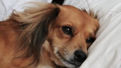 Photo of Qué significa que un perro duerma en la almohada de su dueño