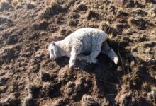 Photo of Grave ataque en un campo: robaron las ovejas de un reconocido dirigente rural