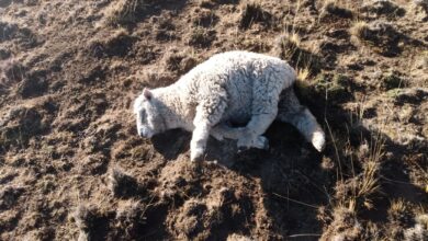 Photo of Grave ataque en un campo: robaron las ovejas de un reconocido dirigente rural