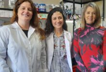Photo of Podría ser la primera: científicas del Conicet lograron un avance clave hacia una vacuna contra la brucelosis porcina