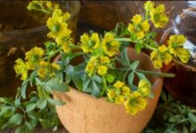 Photo of Qué significa para el Feng Shui que se muera la planta de ruda en casa
