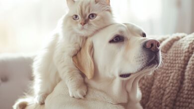 Photo of Un estudio científico reveló por qué los gatos viven muchos más años que los perros