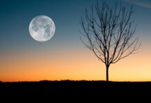 Photo of La Luna llena de las flores y el trágico amor de Beethoven que inspiró su sonata más famosa
