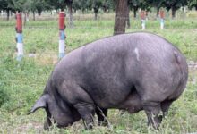 Photo of Emprendedor: cría cerdos negros y hace el único jamón de bellotas de la Argentina