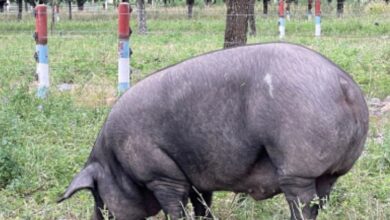 Photo of Emprendedor: cría cerdos negros y hace el único jamón de bellotas de la Argentina