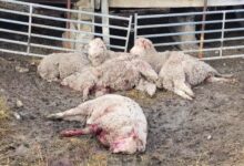 Photo of En media hora: una jauría de perros mató ovejas que valen US$300 en un campo cercano a Río Gallegos