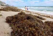 Photo of Alerta por sargazo en Florida: qué es, cuándo llega y por qué los expertos advierten su impacto en el turismo