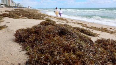 Photo of Alerta por sargazo en Florida: qué es, cuándo llega y por qué los expertos advierten su impacto en el turismo