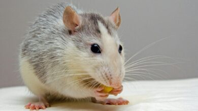 Photo of El secreto que guardan los bigotes de los ratones que revoluciona la ciencia