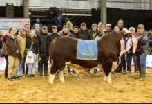 Photo of Emprendedores: irrumpieron por primera vez en una competencia de alto nivel y dieron el golpe con un toro