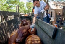Photo of “Mayor apertura y libertad”: el Gobierno amplió un listado de países para importar productos veterinarios y sumó a Brasil