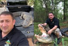 Photo of Temporada de caimanes en Texas: los secretos de un experto “trampero”