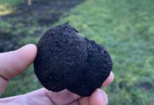 Photo of Emprendedores: gestionan 7900 hectáreas y producen el “diamante negro” que vale fortuna