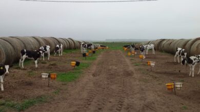 Photo of “Nos dio aire”: pasaron un mal momento como empresa y con mucha eficiencia en una actividad lograron sostenerse