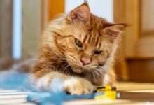 Photo of Científicos resuelven el enigma de hace décadas sobre el color de los gatos pelirrojos