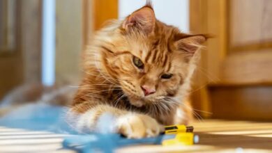 Photo of Científicos resuelven el enigma de hace décadas sobre el color de los gatos pelirrojos