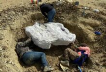 Photo of Excavaba en Texas y de casualidad encontró un verdadero tesoro para la paleontología