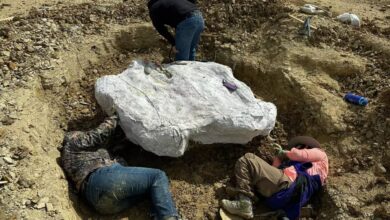 Photo of Excavaba en Texas y de casualidad encontró un verdadero tesoro para la paleontología