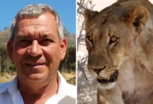 Photo of Namibia: un empresario alemán murió tras ser atacado por una leona durante un safari de lujo