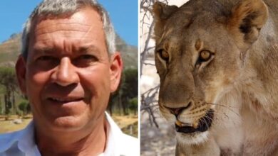 Photo of Namibia: un empresario alemán murió tras ser atacado por una leona durante un safari de lujo
