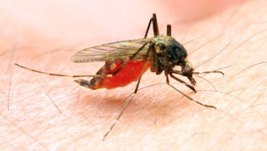 Photo of Consecuencias impensadas: hoy el planeta podría deshacerse finalmente de los mosquitos, ¿pero deberíamos?