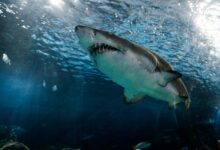 Photo of Preocupación en Florida: filman a dos enormes tiburones en las costas de esta famosa playa de Tampa Bay