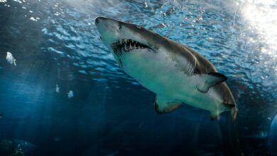 Photo of Preocupación en Florida: filman a dos enormes tiburones en las costas de esta famosa playa de Tampa Bay