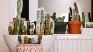 Photo of Por qué el Feng Shui recomienda poner un cactus en la puerta de casa