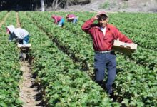 Photo of Las 10 industrias donde más trabajan los inmigrantes en EE.UU. y cuánto pagan