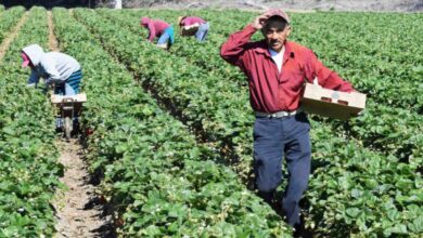 Photo of Las 10 industrias donde más trabajan los inmigrantes en EE.UU. y cuánto pagan