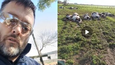 Photo of Misterio: reportan la muerte de animales por una enfermedad peligrosa con potencial de transmisión a las personas