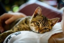 Photo of ¿Qué dice la psicología de las personas que aman a los gatos? Tienen rasgos y características especiales