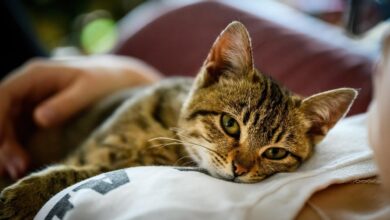 Photo of ¿Qué dice la psicología de las personas que aman a los gatos? Tienen rasgos y características especiales