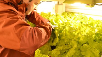 Photo of Lechuga en la Antártida: la misión que parecía imposible y es sensación en tres bases argentinas