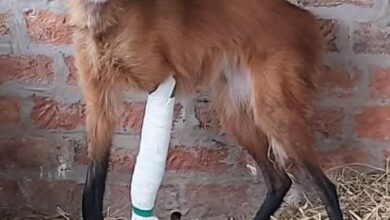 Photo of Entre Ríos: llegó herida y asustada, y hoy su liberación revaloriza a una especie injustamente asociada a una nefasta leyenda