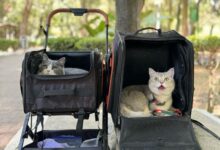 Photo of Cuatro gatos volaron por ocho horas a París y su comportamiento se volvió virales