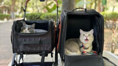 Photo of Cuatro gatos volaron por ocho horas a París y su comportamiento se volvió virales