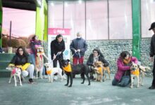 Photo of En el día del amigo, el Municipio fortalece la tenencia responsable con una jornada de adopción