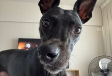Photo of La historia de Trufa, una galga a la que le desviaron el hocico de un golpe y hoy logró recuperar la alegría