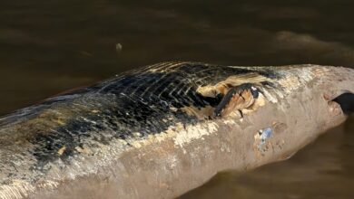 Photo of Ballena muerta. ¿Por qué varó en el Río de la Plata?